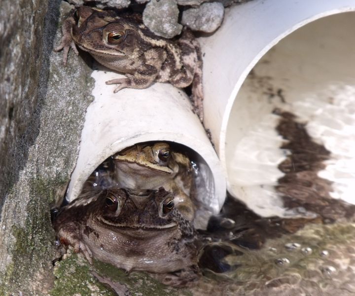 Three frogs coming out of a drain pipe Smithsonian Photo Contest Smithsonian Magazine