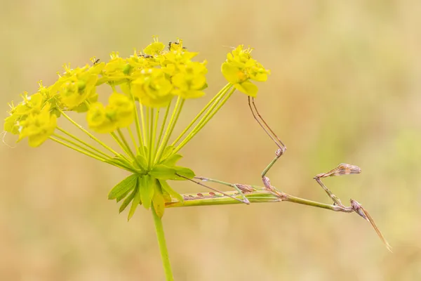 The catcher in Euphorbia thumbnail