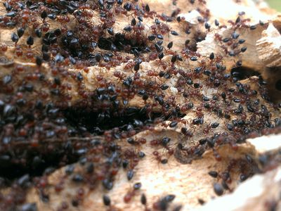 Ants have several key roles in keeping their environments in balance, including aerating the soil, dispersing seeds, decomposing organic material and serving as a food source.&nbsp;