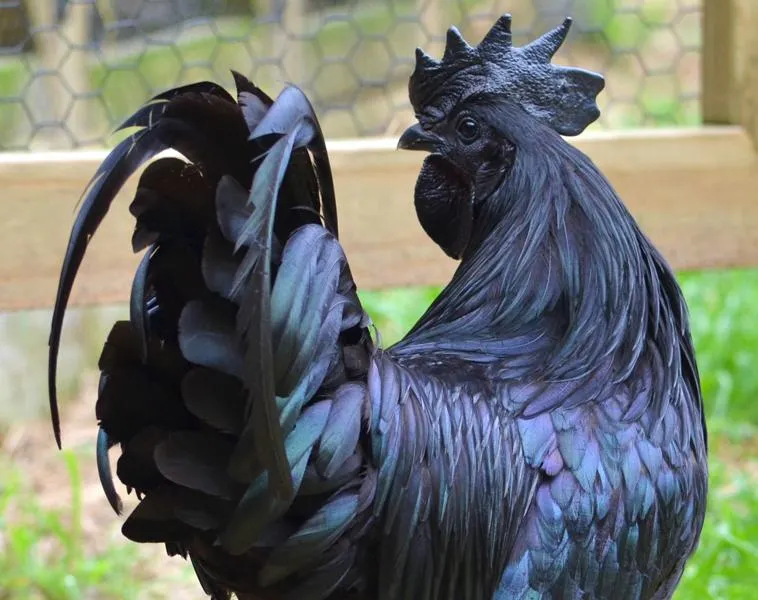 These Chickens Have Jet Black Hearts, Beaks and Bones | Smart News|  Smithsonian Magazine