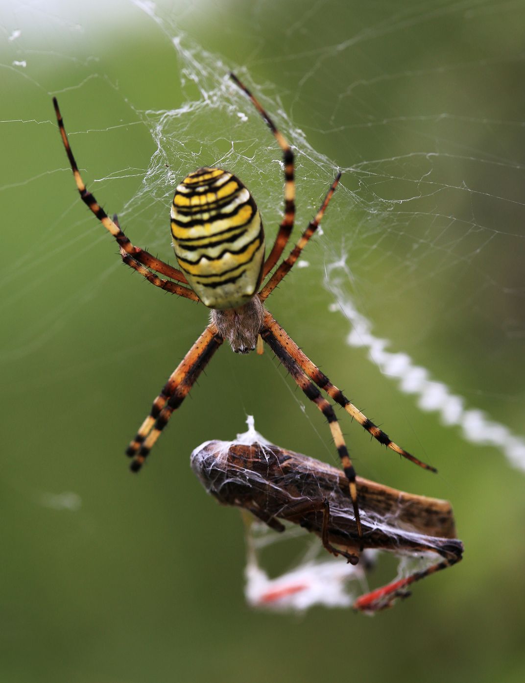 Spider Wasp And Its Prey Smithsonian Photo Contest Smithsonian Magazine