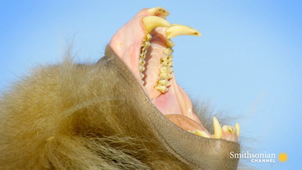 Preview thumbnail for Why These Vegetarian Monkeys Have Sharp Predator Teeth