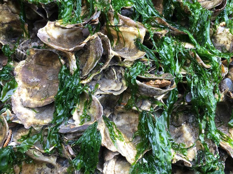 Oysters on Rock Smithsonian Photo Contest Smithsonian Magazine