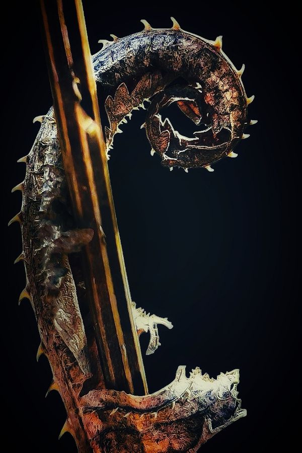 The Dragon's Curl thumbnail