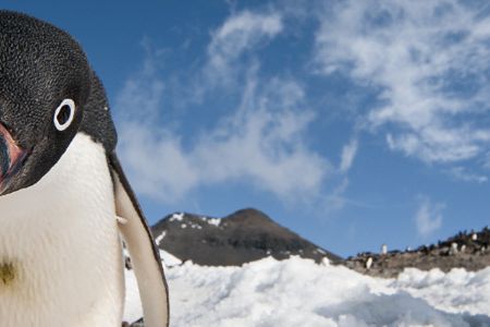 Antarctic penguins, by Chris Linder, 2009.