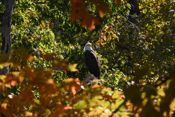 An Eagle in early Fall thumbnail