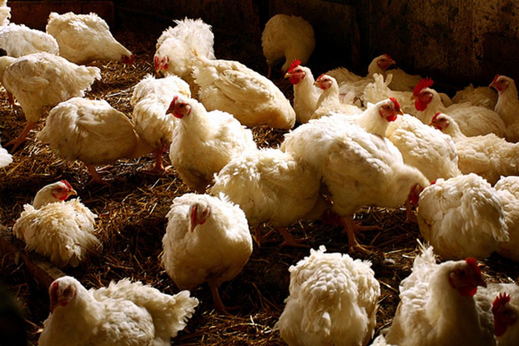 2012071210000807_12_2012_antibiotic-chicken.jpg