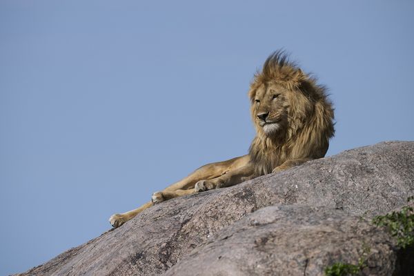 Male Lion Perched on a Kopje, Serengeti National Park thumbnail