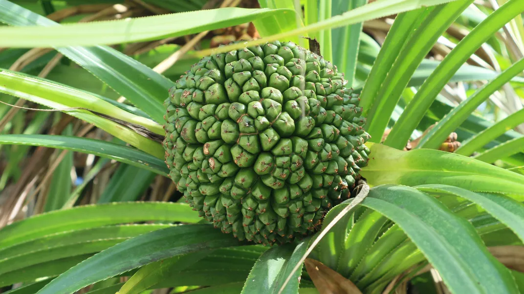 Pandanus