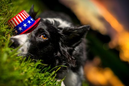 This Border Collie doesn't look thrilled to be participating in firework festivities.
