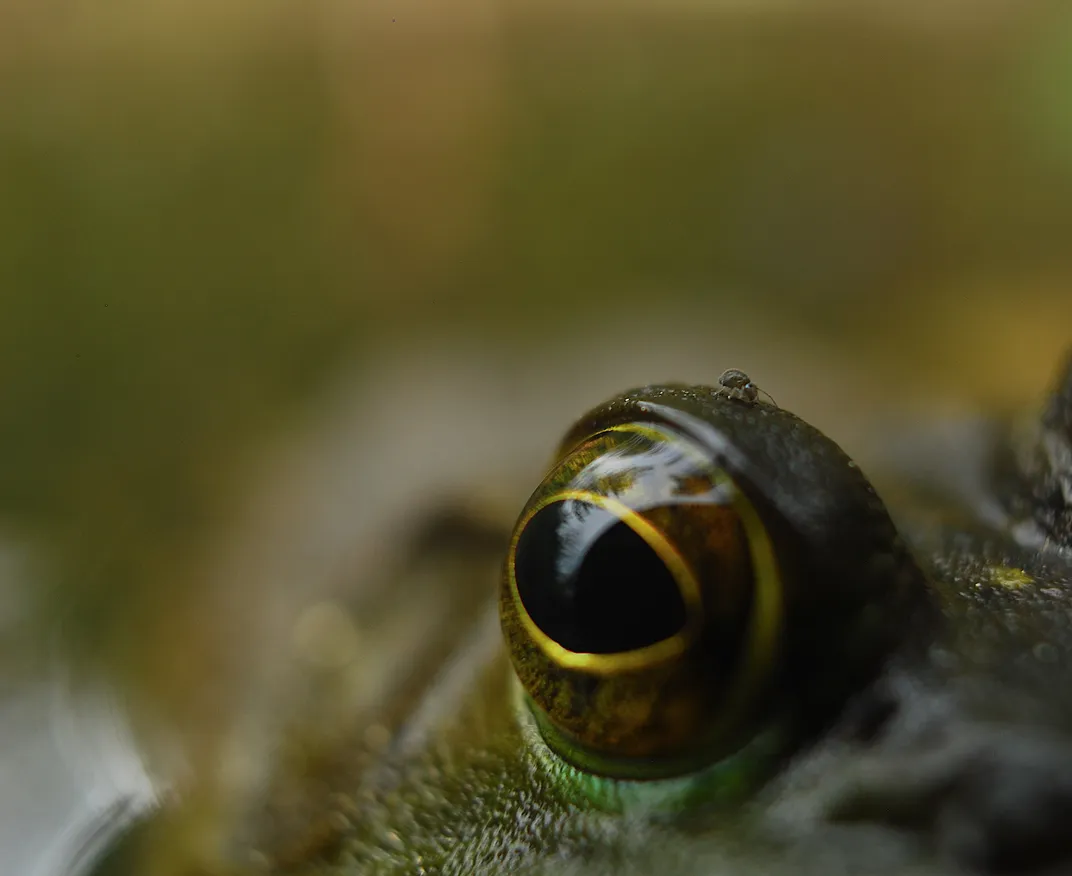 A bug on a frog's eye