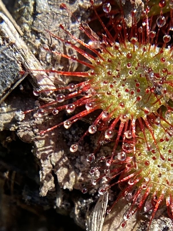 Sundew while on a walk thumbnail