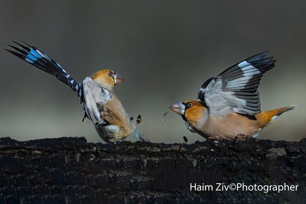 Hawfinch. thumbnail