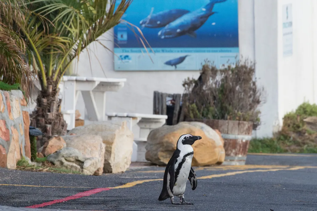 African penguin in parking lot