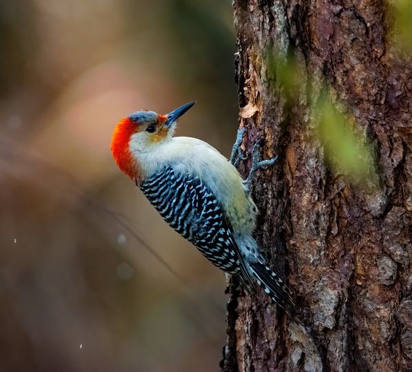 Woodpecker and Light Snowfall thumbnail