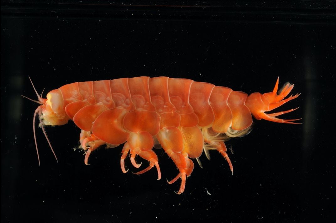 A close-up image of an isopod, a tiny crustacean. It is orange with an armor-like abdomen and many legs protruding from under it.