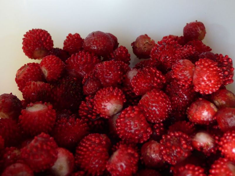 Wild Red Strawberry Lingot® – Véritable SAS