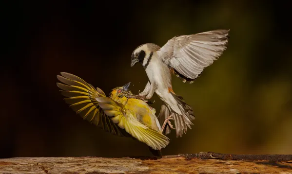 Sparrow kills weaver thumbnail