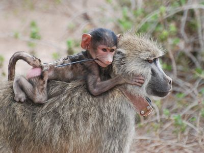 A study of baboons found that have an easy life when young can pay off years into the future.