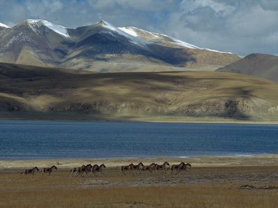 A herd of wild ass runs across the Tibetan plateau in Qinghai