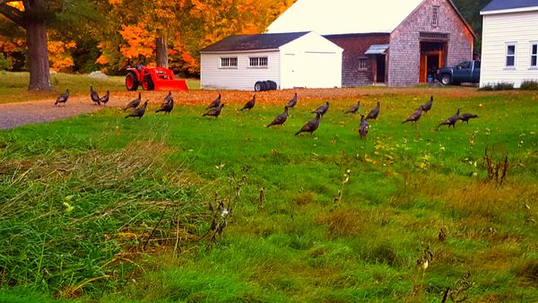 A gaggle of gobblers... thumbnail