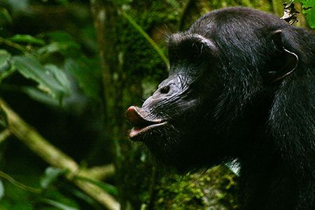 A new study shows that chimps make different warning calls based on the presence of other chimps, and keep sounding the alarm until their friends are safe.