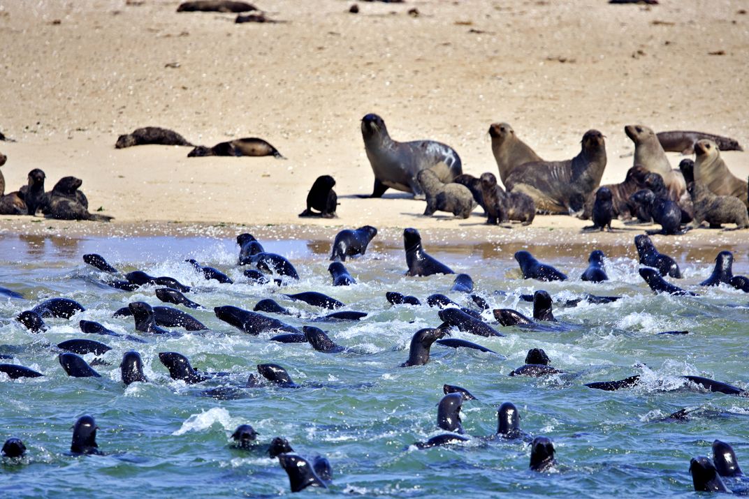 Seal colony in Walvis Bay
