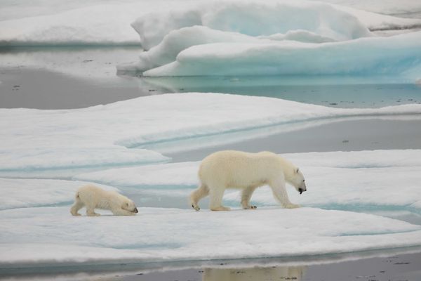 Sliding polar bear cub with mom thumbnail
