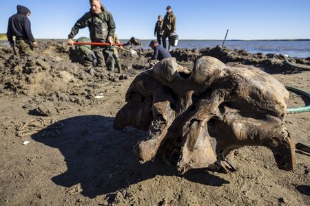 On the shores of Pechevalavato Lake in Russia's Yamalo-Nenets region, people dig for more pieces of a mammoth skeleton first found by reindeer herders.