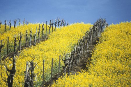 The Napa Valley may be beautiful, but its fertile soil is a double-edged sword.