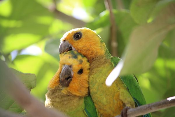 Yellow-headed Parakeets Cleaning thumbnail