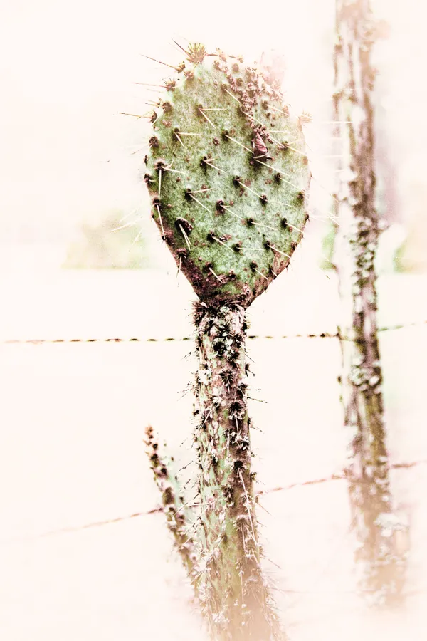 Prickly Pear Cactus in the Style of Andrew Wyeth thumbnail