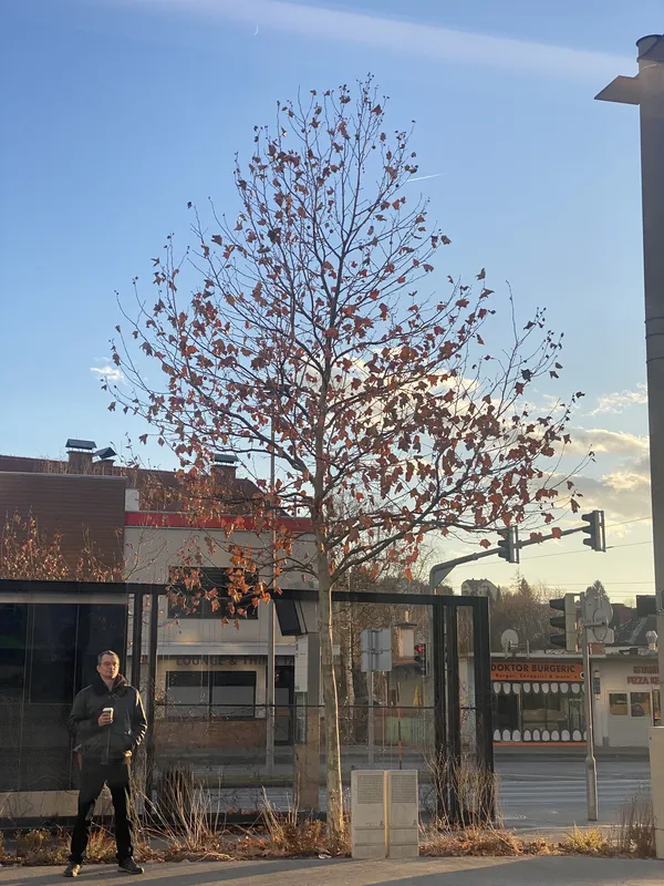 My view of autumn thumbnail