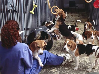 The NIH, FDA, and VA have policies encouraging labs that conduct animal research to find adopters for healthy animals at the end of studies. 