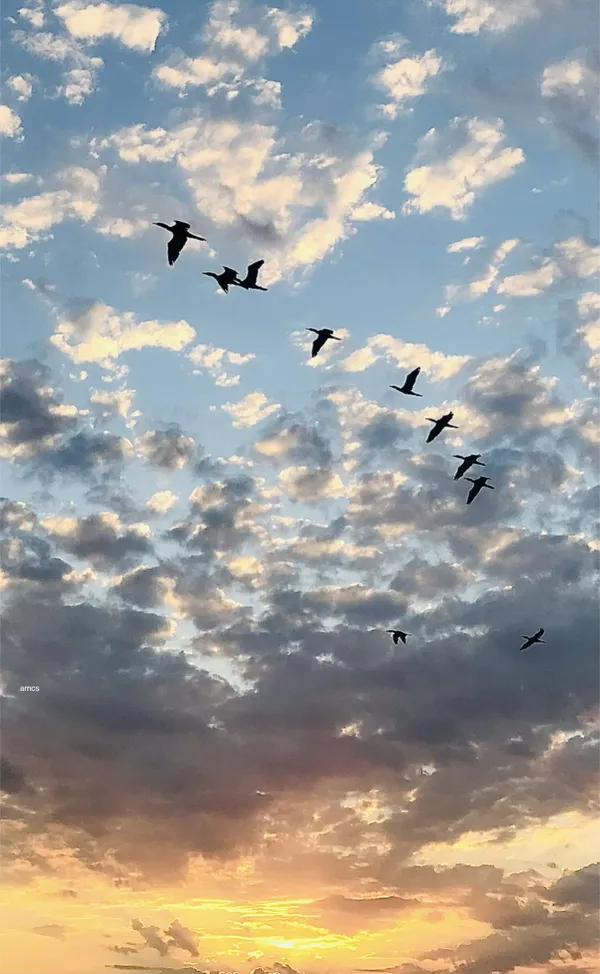 Herons in the sky thumbnail