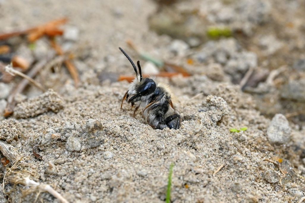 bee poking out of sandy ground