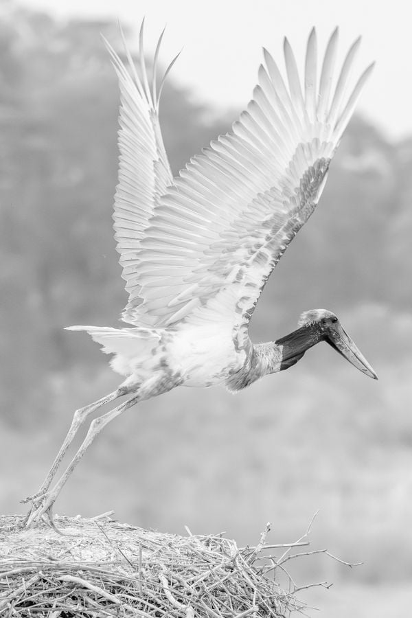 Jabiru Stork lifing off in flight thumbnail