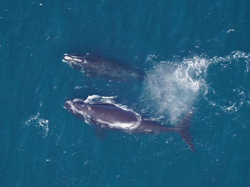 Overhead shot of two whales