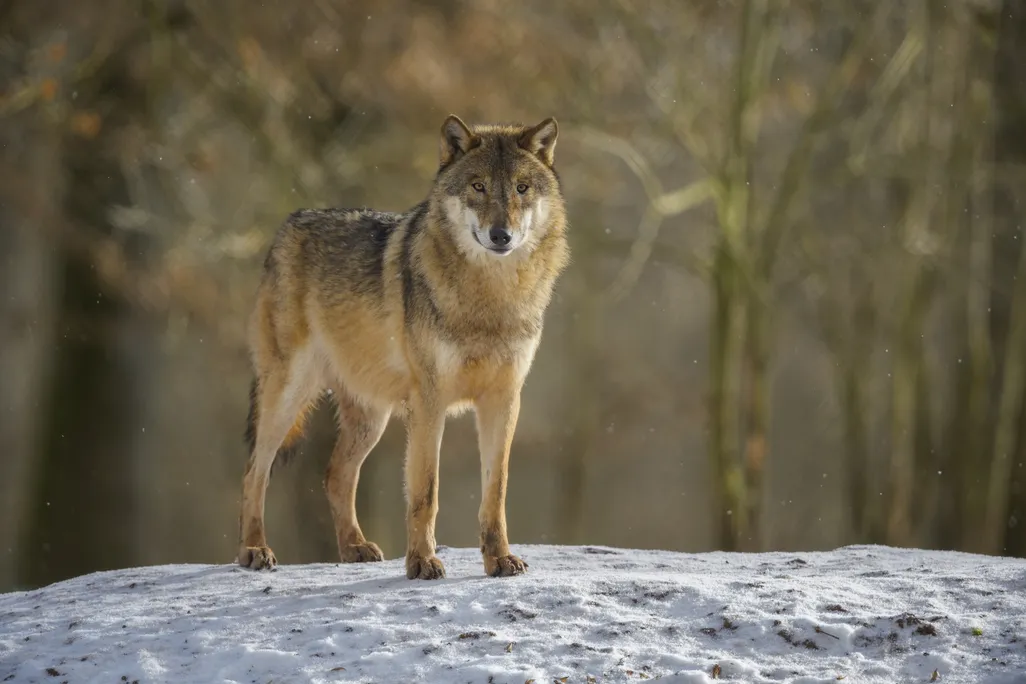 A large beige-colored gray wolf standing on a mound of snow looking at the camera