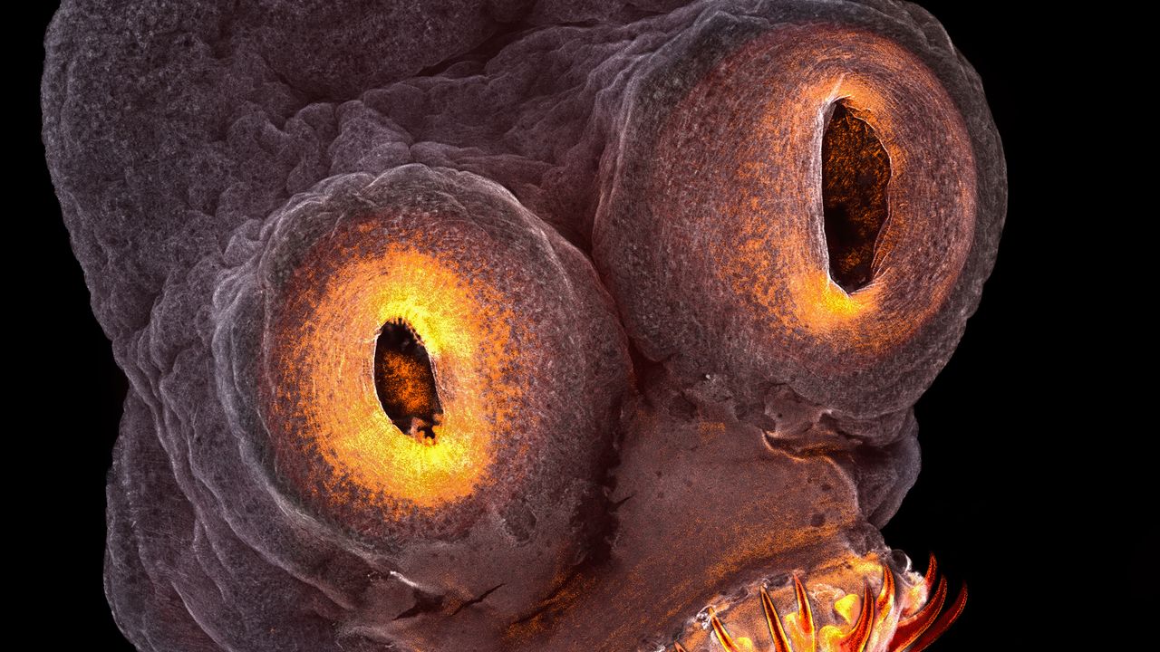 Microscope To See Skin Cells