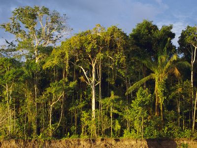 The rainforest edge at the Amazon river in Peru
