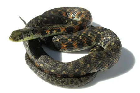 A tiger keelback feeds on poisonous toads and stores the poison for its own use.