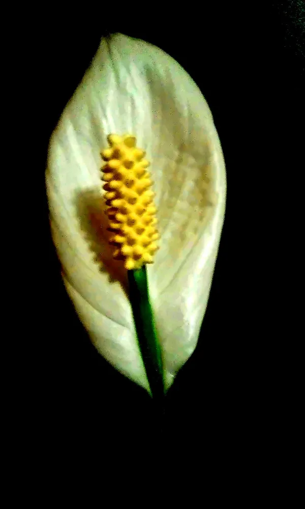 Flower thumbnail
