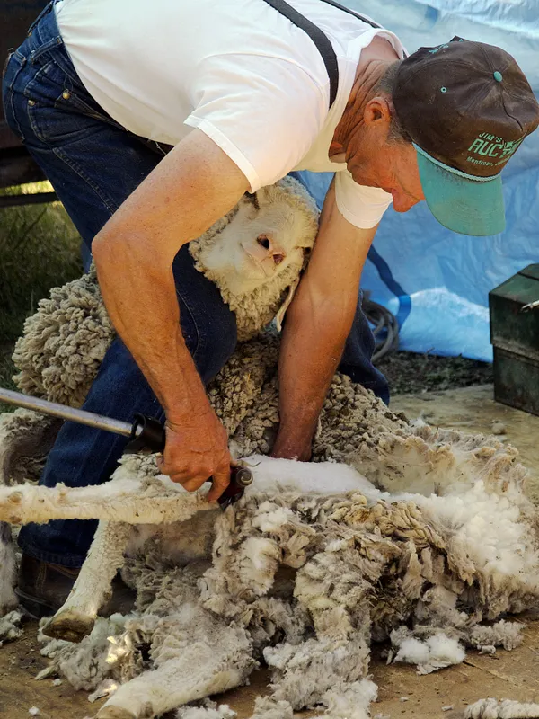 Shearing a Sheep thumbnail
