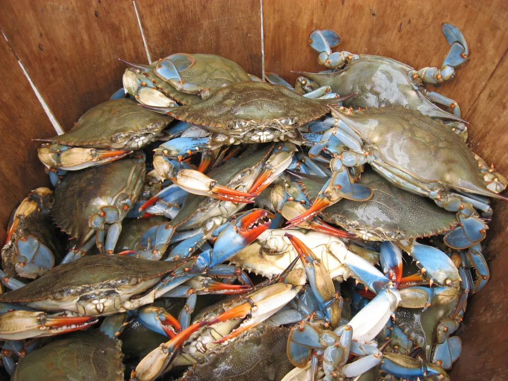 Over a dozen blue crabs with red pincers piled in a wooden basket