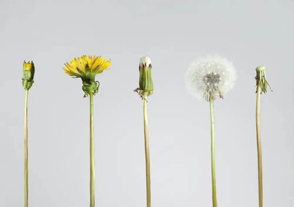 This photo represents a small timeframe, however for the dandelion it is its whole life.