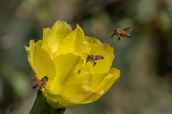 African Wild Honeybees thumbnail