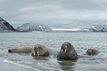 Walruses in Svalbard