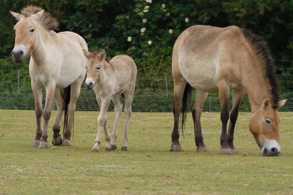 In a grassy field, a Przewalski’s horse foal stands in between two adults in a grassy field with trees in the background. The horses have a stocky build, a reddish-tan coat and dark, mohawk-like manes.