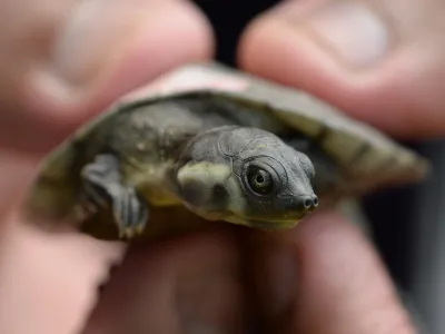 A Magdalena River turtle hatchling